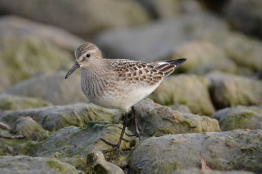 White Rumped Sandpiper bird walking along rocky shore 