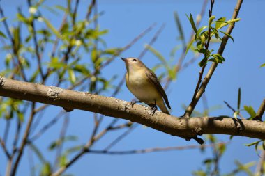Warbling Vireo bird perched on a branch clipart