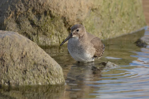 Dunlin Bird Wading Rocky Shore Line — стоковое фото