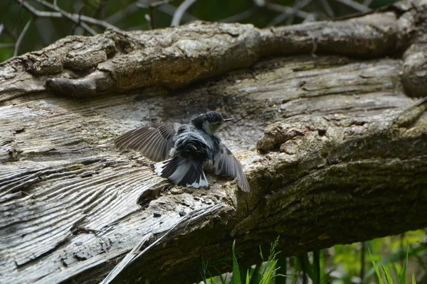 Close White Breasted Nuthatch Bird Forest Pretending Injured Protect Nest — Fotografia de Stock