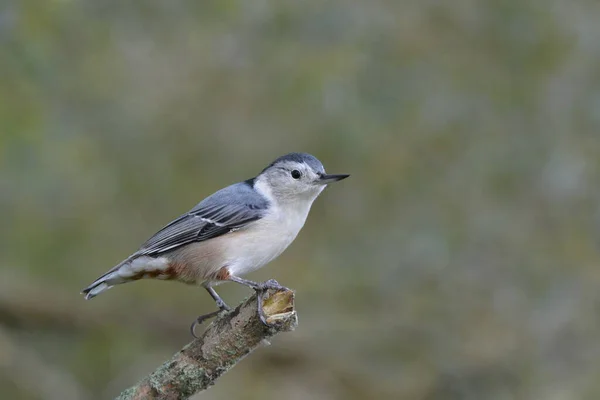 Close White Breasted Nuthatch Bird Perched Forest — Zdjęcie stockowe