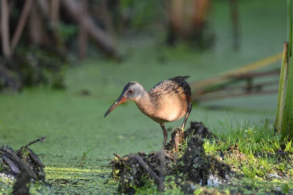 Close Virginia Rail Bird Walking Marsh — Photo