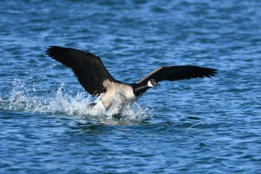 Kanada Kaz 'ı uçmaya başlamadan önce su yüzeyinde koşuyor