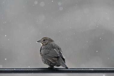Kahverengi saçlı dişi kuş, kardaki siyah borunun üzerine tünemiş.