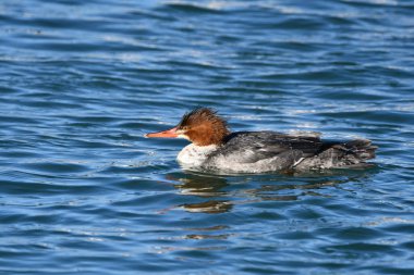 Komik görünüşlü erkek Merganser ördeği gölde yüzer