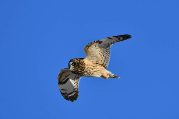 Short-eared owl in flight with spread wings