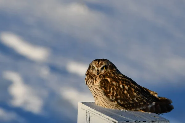 一只短耳猫头鹰栖息在鸟屋上环顾四周的冬季场景 — 图库照片