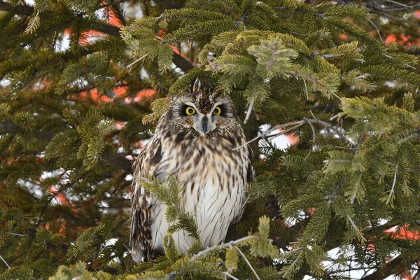 松の木に腰掛けている耳の短いフクロウの冬のシーン — ストック写真