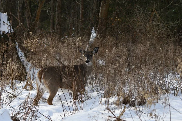 白尾鹿沿着草地的边缘在大雪中行走 — 图库照片