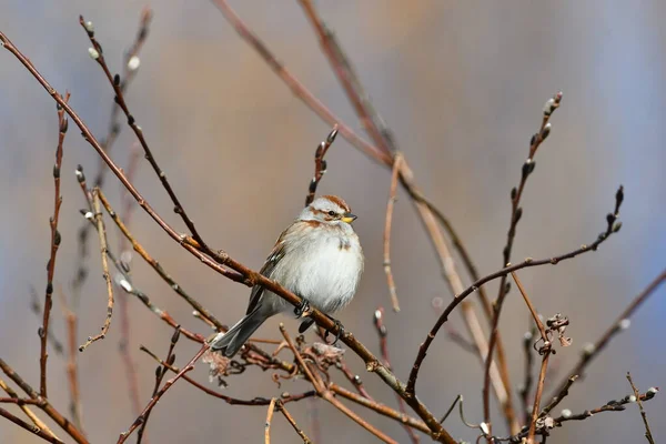 Baum Sperling Vogel Hockt Einem Gebüsch — Stockfoto