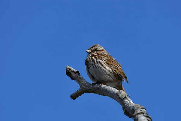 Song Sparrow Ptak Usiadł Gałęzi — Zdjęcie stockowe