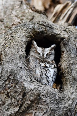 Doğu Cırtlak Baykuşlar bir ağaç deliğine tünemiş.
