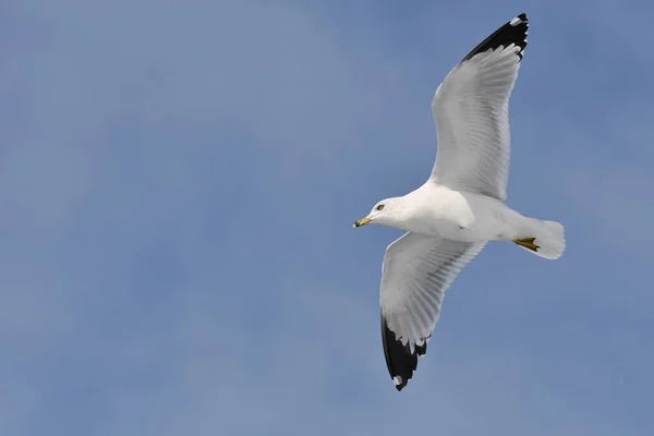 Ring Billed Gull Flight — Stock Photo, Image