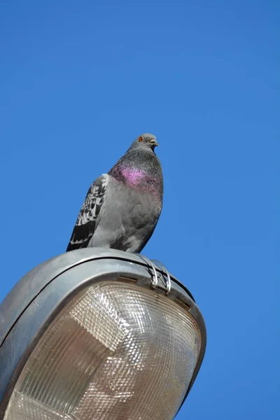 Pombo Senta Empoleirado Luz Rua — Fotografia de Stock