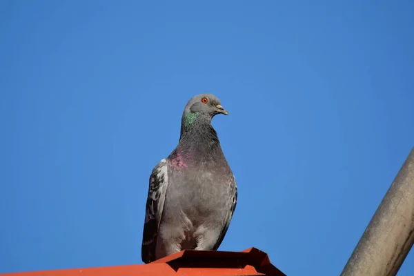 鸽子栖息在钢谷仓的屋顶上 — 图库照片
