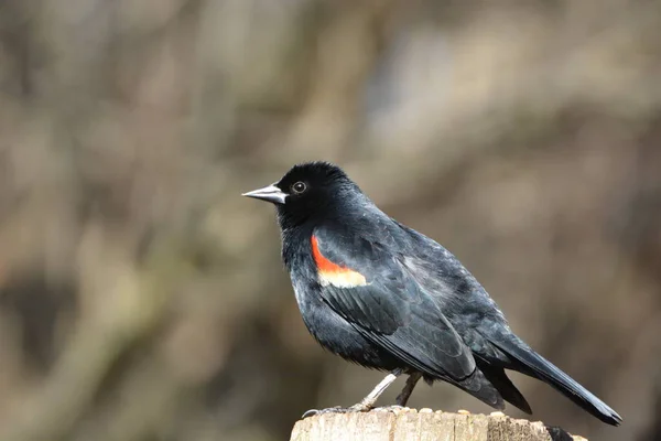 成年雄性红翅黑鸟 — 图库照片