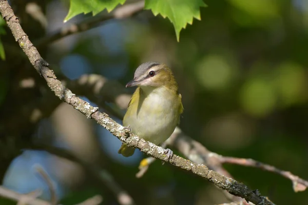 Red Eyed Vireo Ptak Siedzący Gałęzi — Zdjęcie stockowe