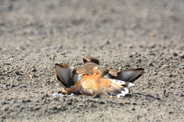 Katil kuş yuvasını korumak için yaralanmış numarası yapıyor.