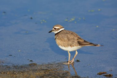 Ölüm geyiği kıyıda yürüyor.