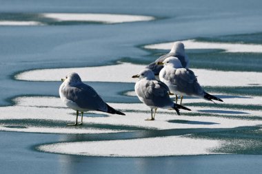 Dört Halkalı Martı Kış Sahnesi Gölde yüzen buz tabakasının üzerinde duran martılar