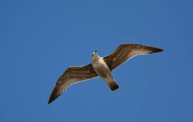 Ringa martısı kanatlarını açmış uçuyor
