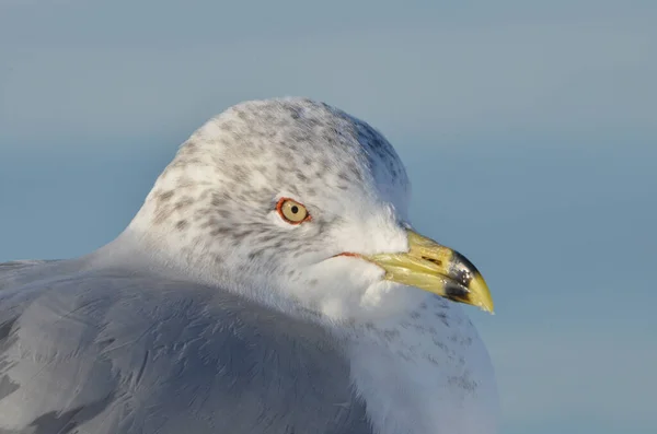 Retrato Uma Gaivota Com Asas — Fotografia de Stock