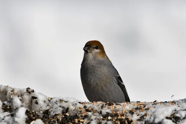 Sosna Płci Żeńskiej Grosbeak Siedzi Śniegu Jedząc Nasiona Ptaków — Zdjęcie stockowe