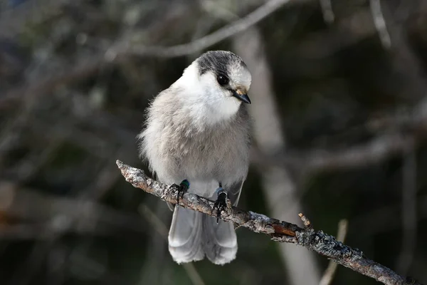 Canada Jay Gray Jay Whisky Jack Leg Tracking Bands Sits — Stock Photo, Image