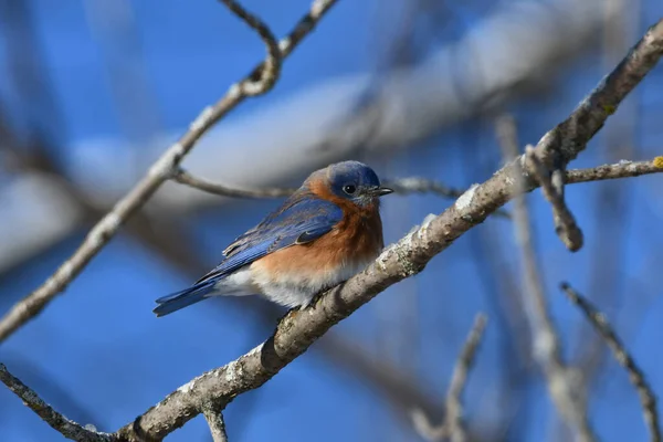 Eastern Bluebird Sits Tree Eating Berries — Stock Photo, Image