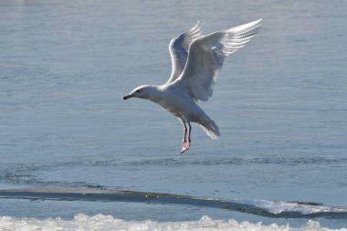 Glaucous martısının kış sahnesi. Kanatları buzun üzerine iniyor.