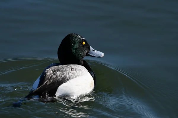 Canard Faux Tremble Mâle Flottant Surface Lac — Photo