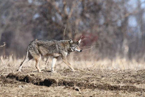 Scène Hivernale Rurale Une Chasse Coyote Dans Champ Maïs — Photo
