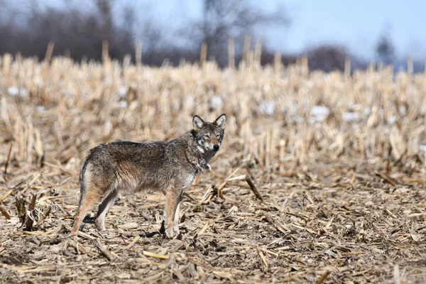 Scène Hivernale Rurale Une Chasse Coyote Dans Champ Maïs — Photo