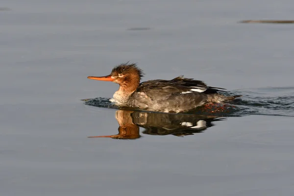 湖上的雌性红胸鸭 — 图库照片