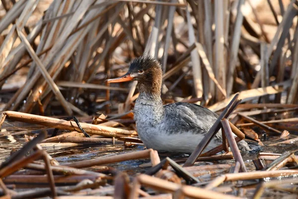 湖畔的芦苇中 一只雌性红胸鸭的春景 — 图库照片