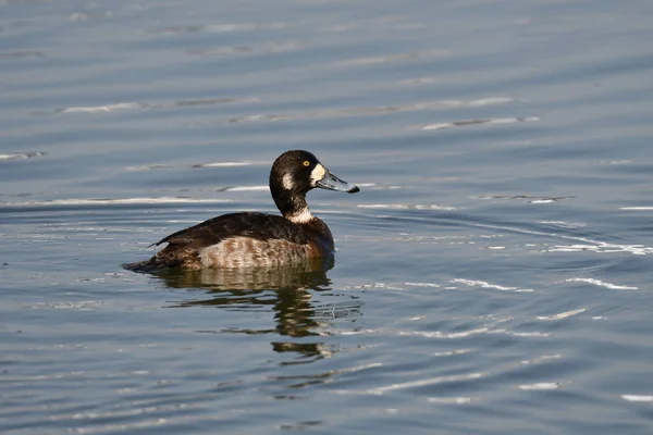 湖上的雌性大角鸭 — 图库照片