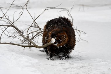 Bir kunduzun karda bir dalı sürüklediği kış sahnesi