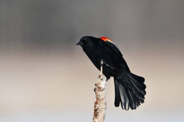 Erkek kırmızı kanatlı karatavuk bataklıkta kuyruk sallıyor.