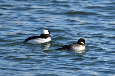 Erkek ve dişi Bufflehead ördekleri gölde