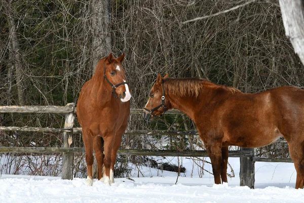 Winter Scene Two Chestnut Colored Horses Standing Snow Enjoying Warmth — Stock Photo, Image