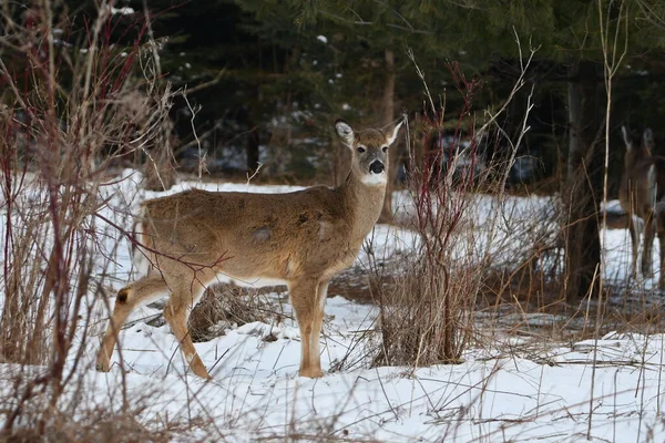 冬天的景象 一头白尾鹿站在森林边的雪地里 — 图库照片