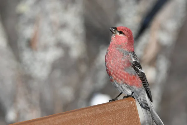 Pine Grosbeak Macho Colorido Pássaro Senta Empoleirado Alimentador Aves — Fotografia de Stock