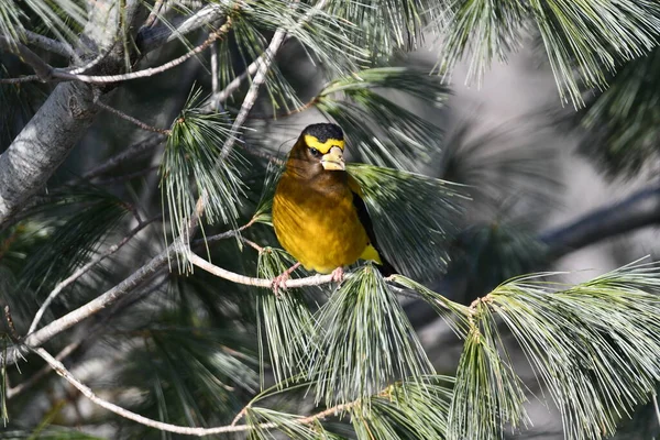 Colorful Male Evening Grosbeak Bird Sits Perched Tree — Stock Photo, Image