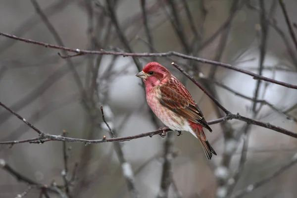 Male Purple Finch Senta Empoleirado Uma Árvore — Fotografia de Stock