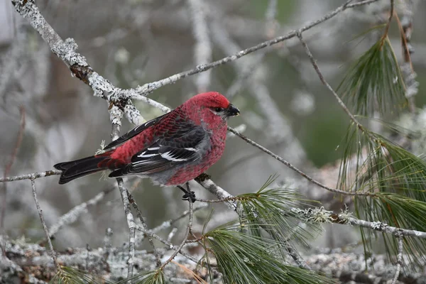 Kolorowy Samiec Sosny Grosbeak Ptak Siedzi Drzewie — Zdjęcie stockowe