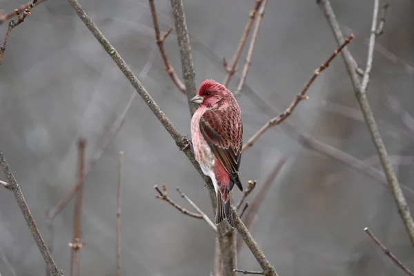 Male Purple Finch Sits Perched Tree — Stock Photo, Image