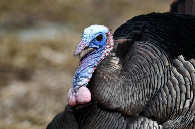Yabani bir hindinin portresini yakından çek.
