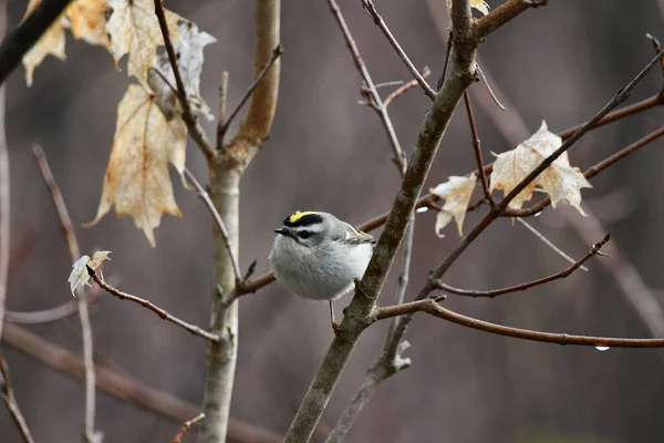 Kinglet Couronné Est Assis Sur Une Branche Dans Forêt — Photo