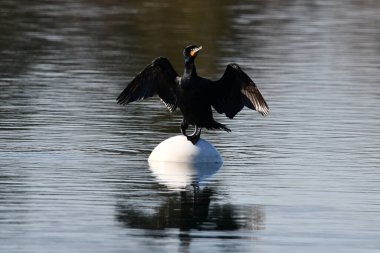 Komik Çift Tepeli Karabatak, limandaki şamandırada kanatları açık duruyor.