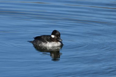 Gölde dişi Bufflehead ördeği
